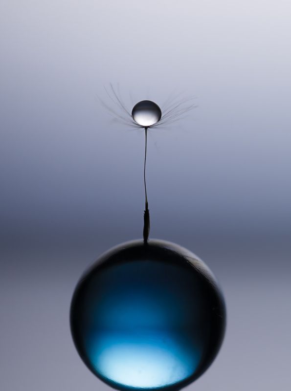 макро, капли, macro, dandelion, drops, Сияйphoto preview