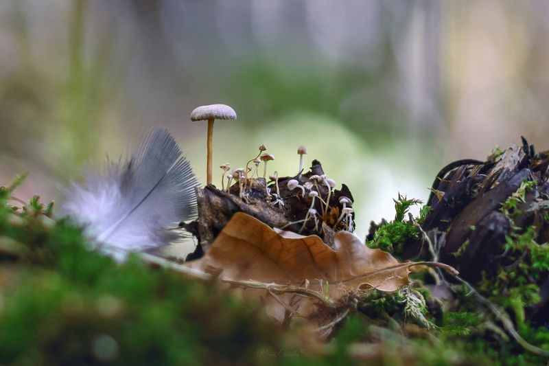 поганки, грибы, макро Детский садphoto preview