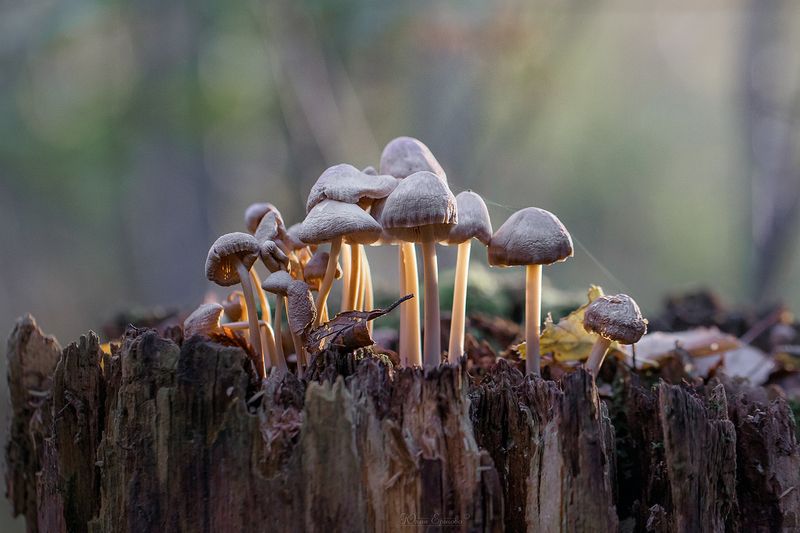 поганки, грибы, макро Весёлая семейкаphoto preview