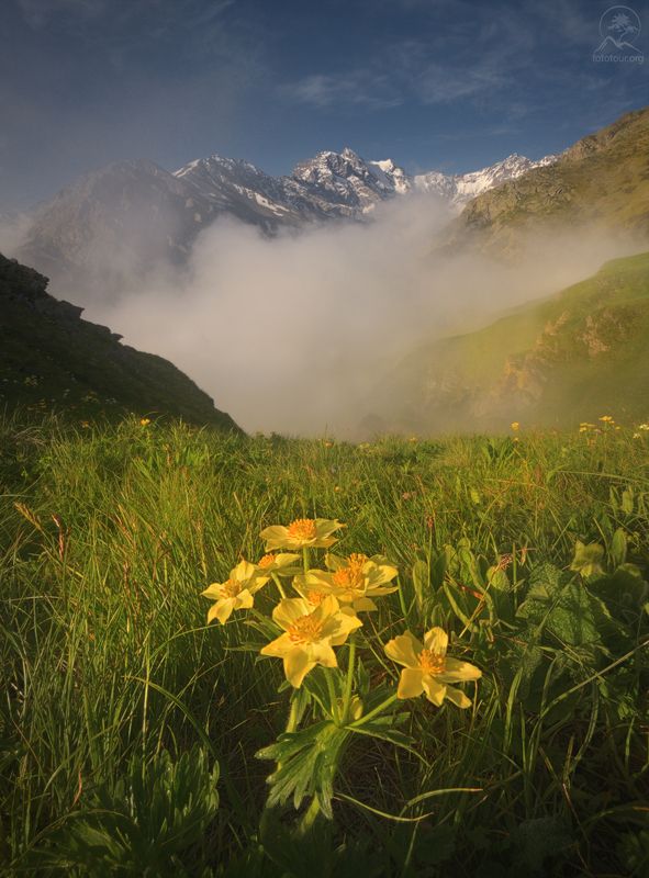 осетия, северная осетия, фототур в северную осетию, горы, тур по осетии, фототур по осетии Горные цветыphoto preview