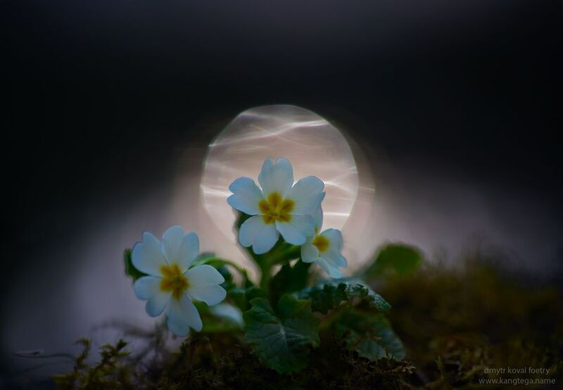 пейзажемагьё, пейзаж-как-виденье Космическая весна …photo preview