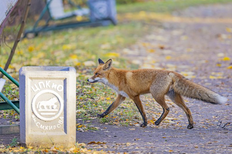 лиса. лисица Осенний день в городском паркеphoto preview