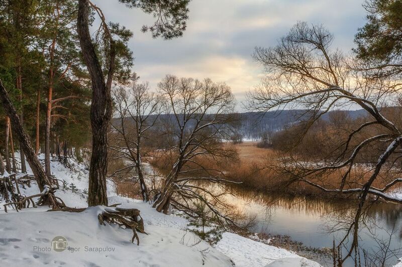 урочище, сосновый лес, сосновый бор, снег, северский донец, река, небо, корни, зима, белгородская область, kwanon photo Февральский вечер на Северском Донце фото превью