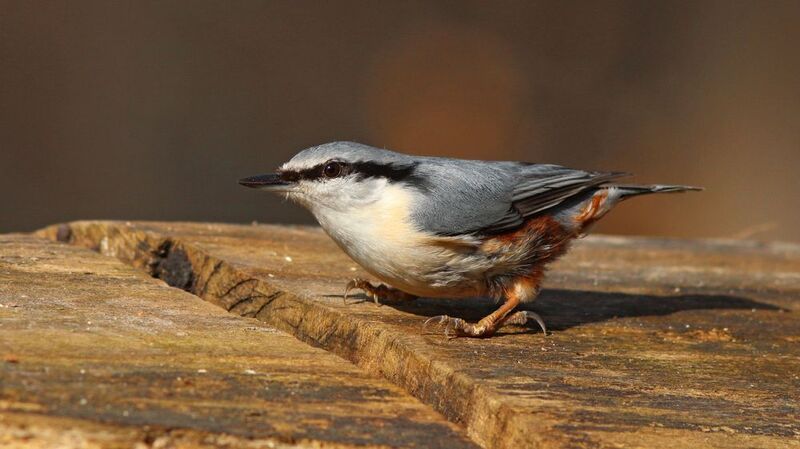 обыкновенный поползень, поползень, sutta europaea, eurasian nuthatch На низком стартеphoto preview