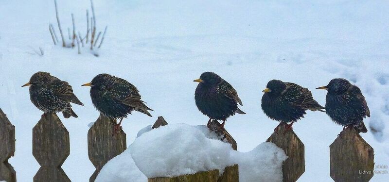 птицы, скворцы, весна, ранняя весна, скворцы прилетели, Россия, Смоленская область, погодные условия, снегопад, перелетные птицы,  скворцы прилетели фото превью