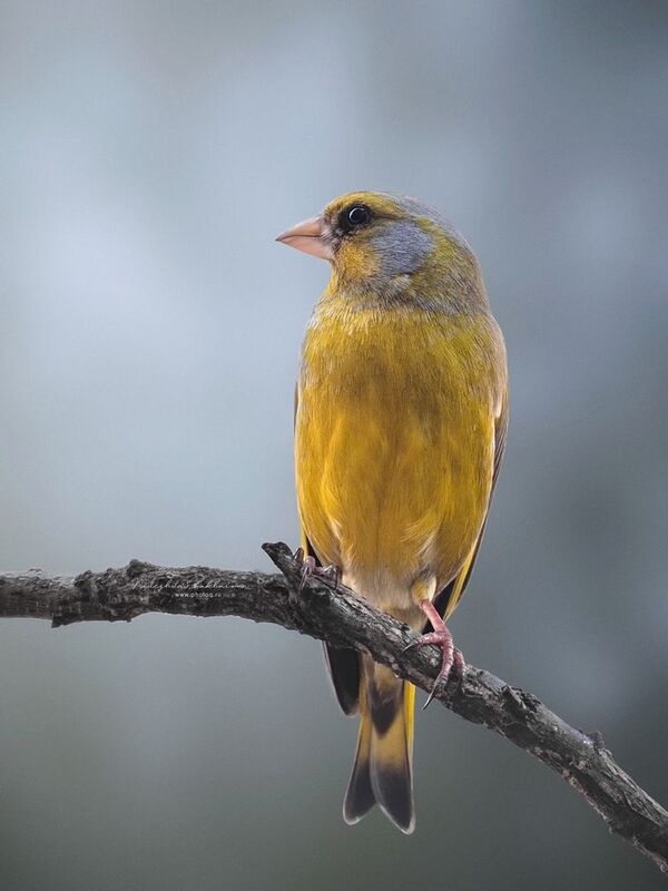 Зеленушкаphoto preview