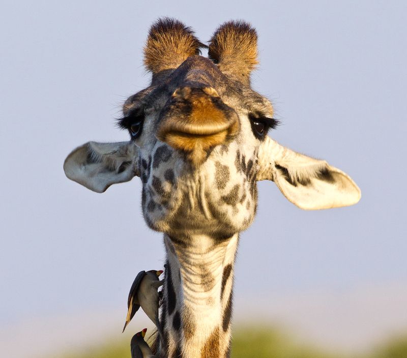 жираф, африка Просто наслаждаюсь жизньюphoto preview