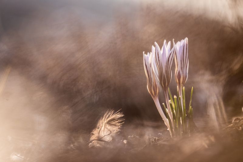 Первые крокусыphoto preview