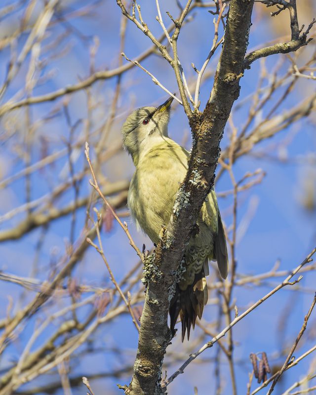 Седой дятелphoto preview
