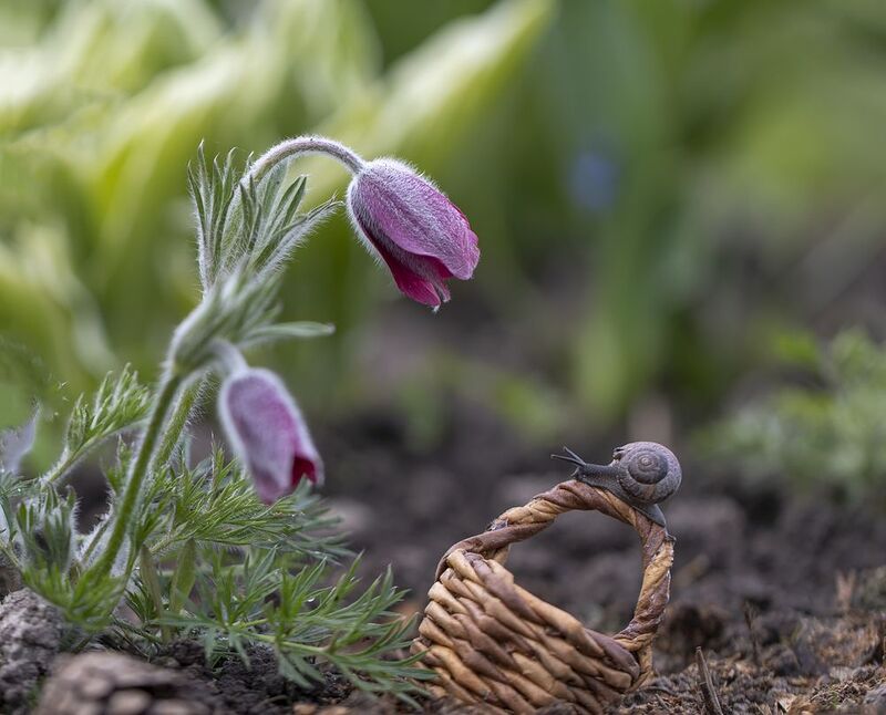 весна, улитка, сон-трава Сон-траваphoto preview