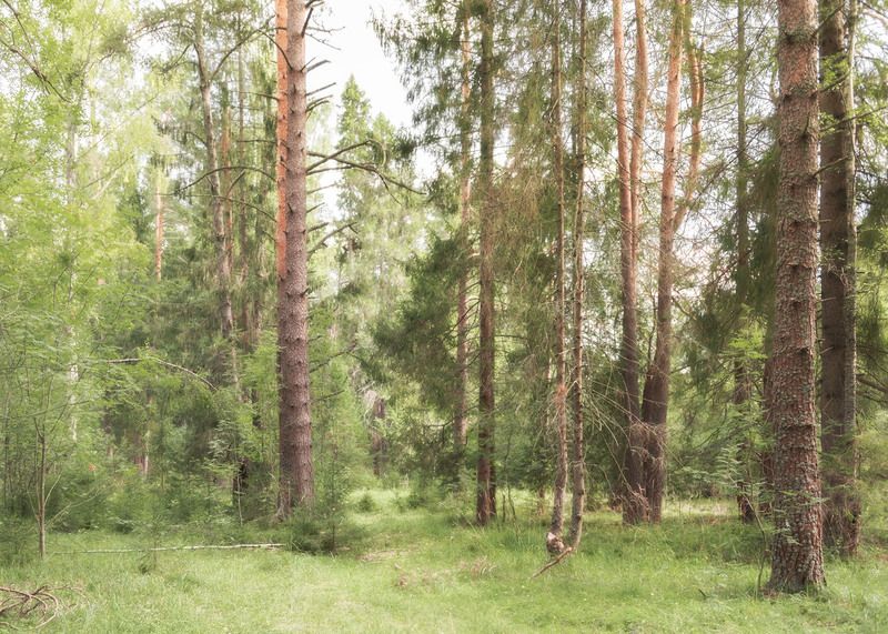 Зелёный мирphoto preview