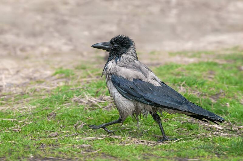 серая ворона, мокрая ворона, corvus cornix, hooded crow Неунывающаяphoto preview