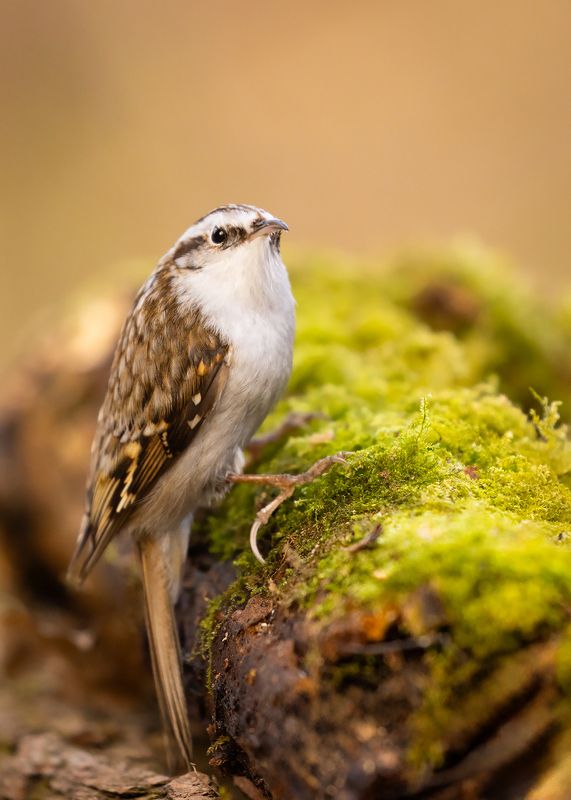 Certhia familiarisphoto preview