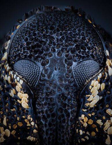 Длинношноб