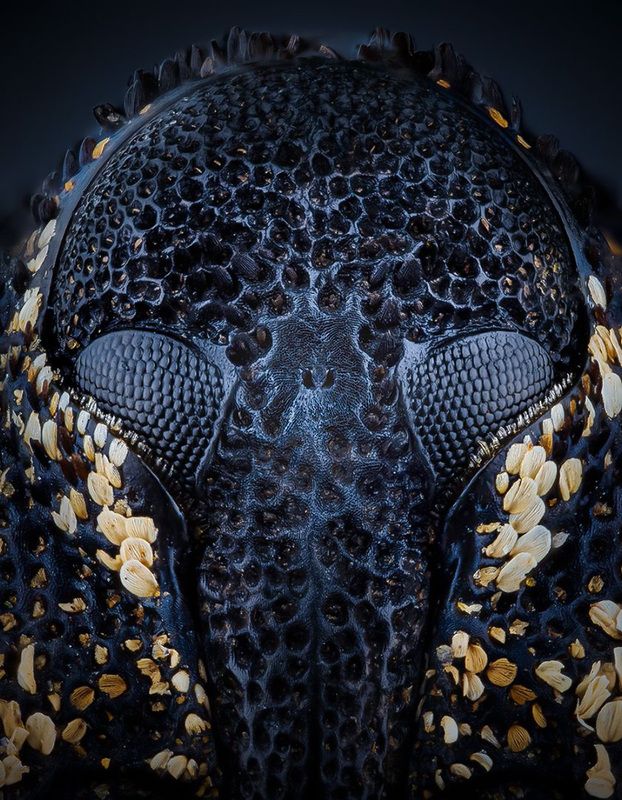 coleoptera, curculionidae, cryptorhynchus lapathi, Длинношнобphoto preview