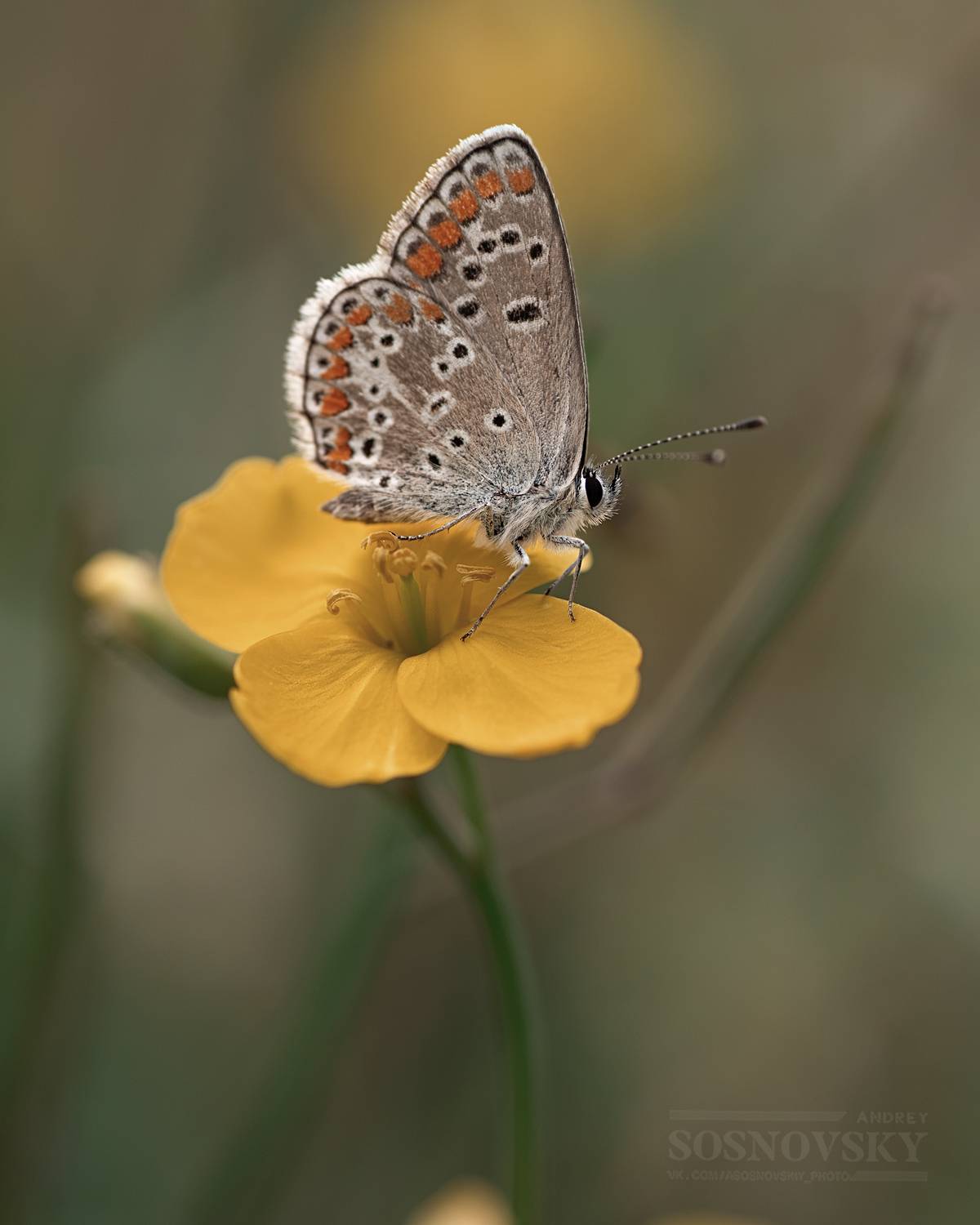 Посиделки на цветочке руколы. Автор: Andrey Sosnovsky , Andrey Sosnovsky