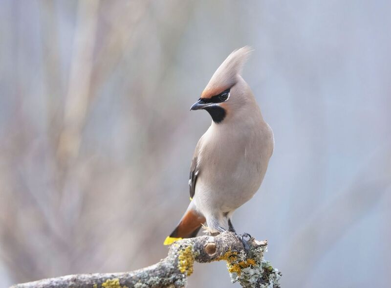 птицы,природа, весна Свиристельphoto preview