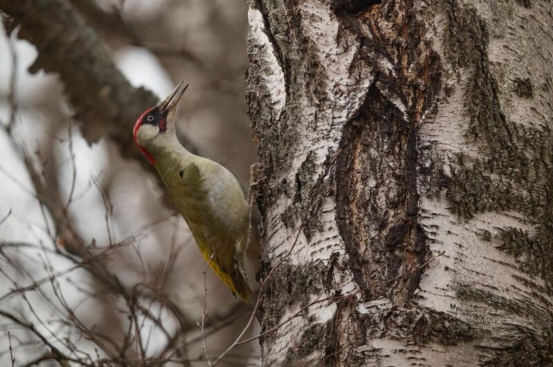 природа, лес, поля, огороды, животные, птицы, макро Боевой кличphoto preview