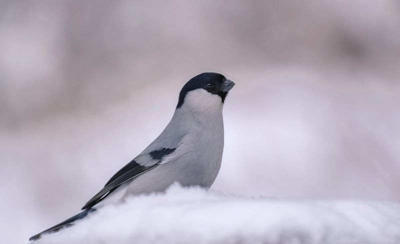сибирь, птицы, снегирь, зима, лес, снег Снегирьphoto preview