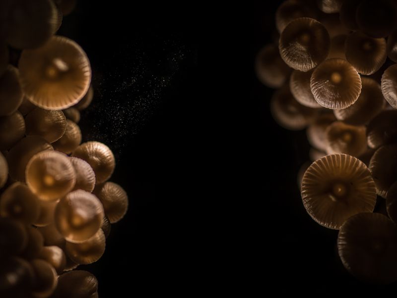 Грибы, коллаж ***photo preview