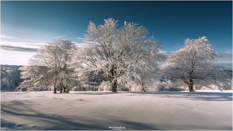 polska, zima, drzewo ***photo preview