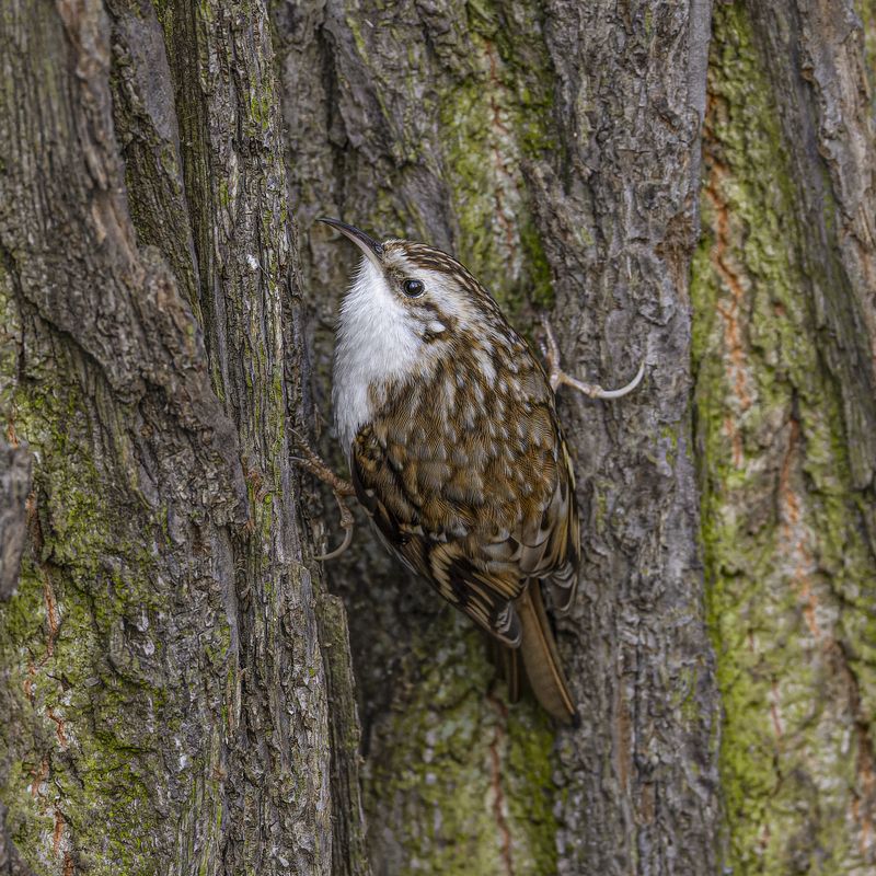 Обыкновенная пищухаphoto preview