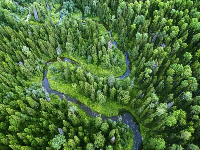 нацпарк койгородский, тайга, таежный лес, река сенюк, тайга в коми Зеленое море Коми. Нацпарк Койгородскийphoto preview
