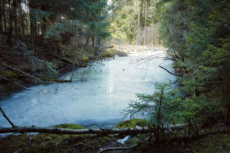 лес, весна В весеннем лесуphoto preview