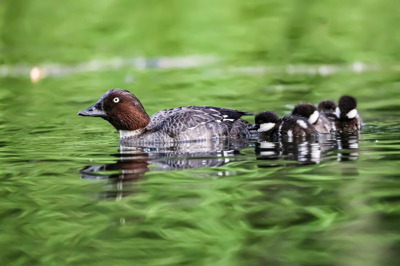 Гоголиное семействоphoto preview