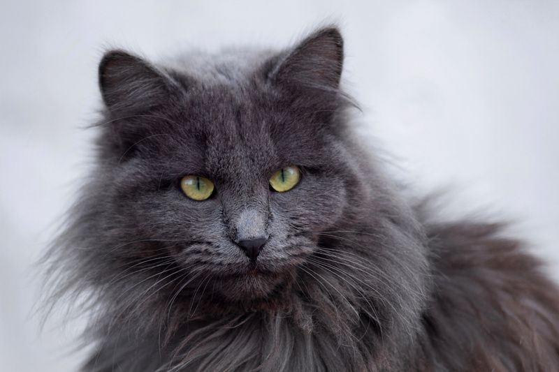 нибелунг - https://lapkins.ru/cat/nibelung/ страшнее кошки.....photo preview