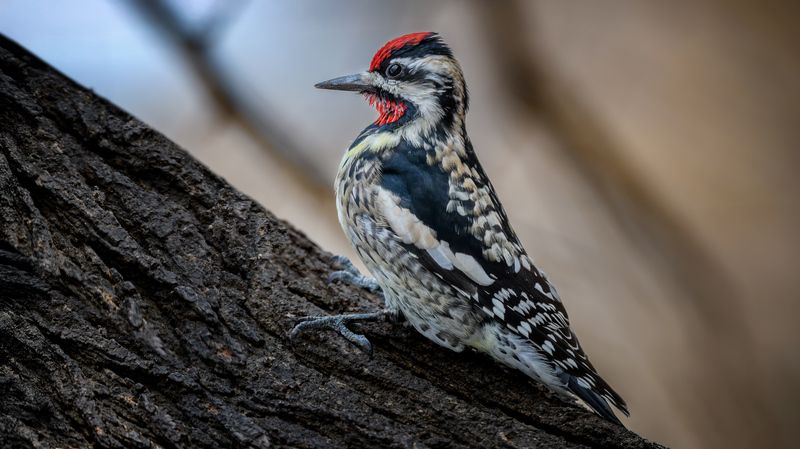 Желтобрюхий дятелphoto preview