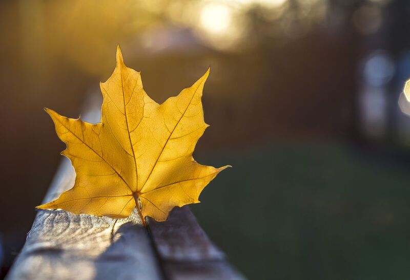 Лист в закатеphoto preview