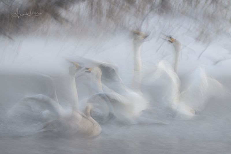 алтай,лебеди Зовущие весну... фото превью