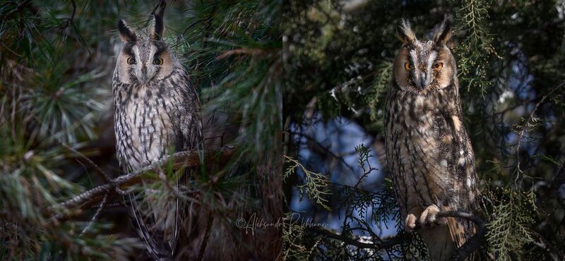 россия, краснодар. Ушастые совы в кадре.photo preview