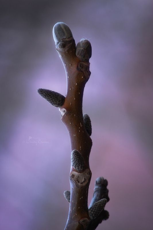 ветвь почки дерево весна природа фон боке свет цвет С каждым днём дыхание весны становится сильнее... фото превью