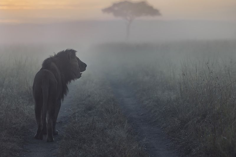 Уход фото превью