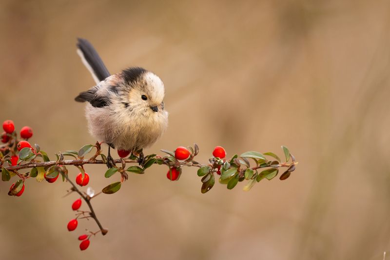 Long-tailed Tiphoto preview