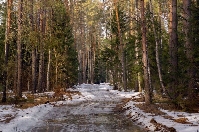 март весна лес снег проталины  дорога серково-беляиха Мало снега в лесу осталосьphoto preview
