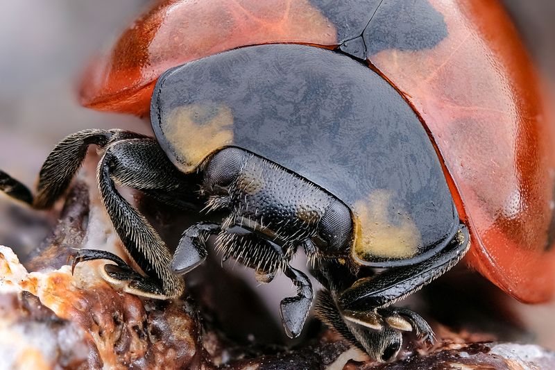 Жизнь просыпается!photo preview