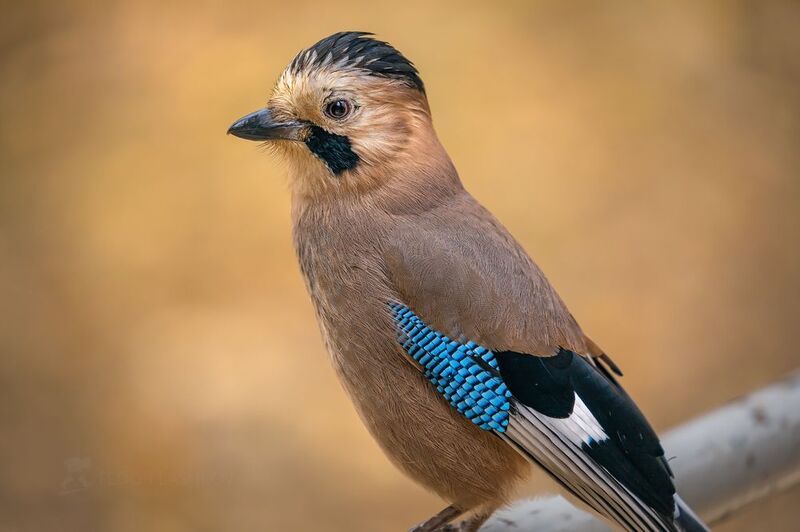 ставропольский край, ставрополье, кавминводы, сойка, пищуха, птицы, птица, животные, Птицы Кисловодского паркаphoto preview