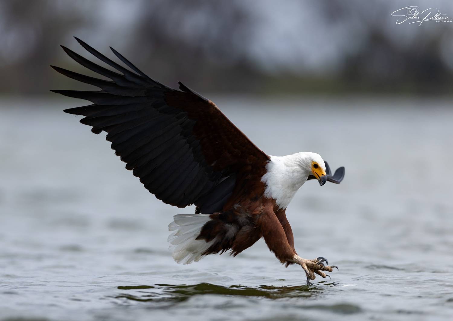 Автор: Pothanis Sudhir , Pothanis Sudhir