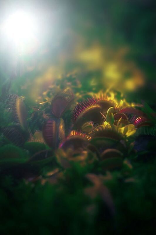 макро, macro Венерина Мухоловкаphoto preview