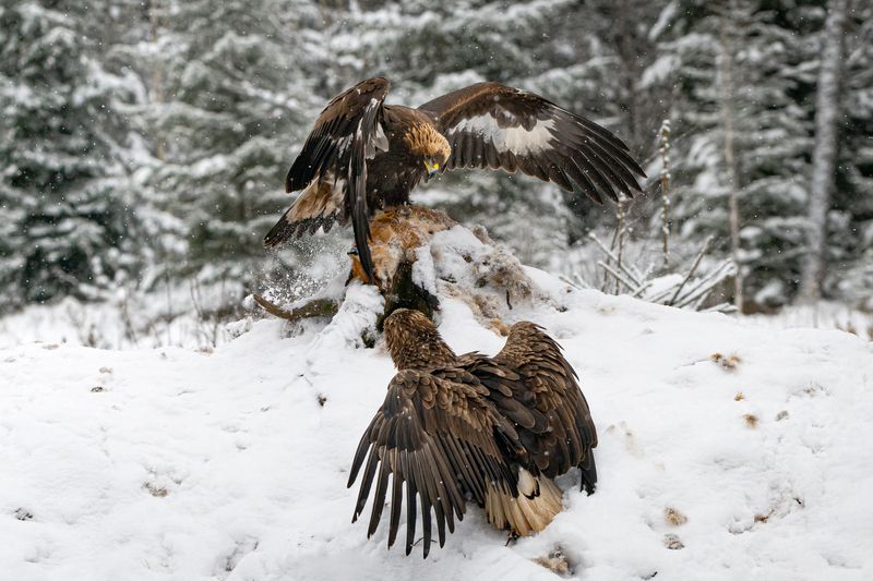 беркут, орлан, схватка, хищники, птицы, борьба Только попробуй, пощады не будет!photo preview