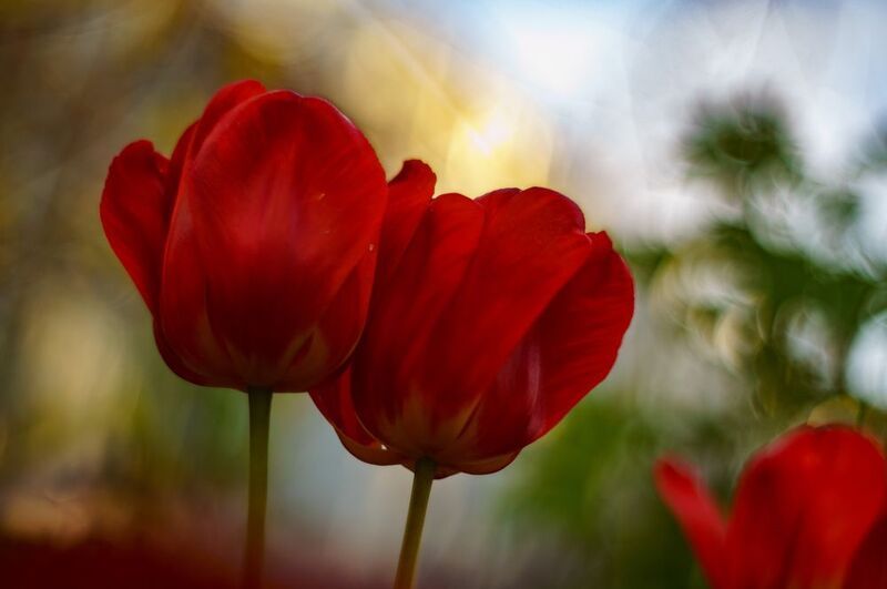 Тюльпаны фото превью