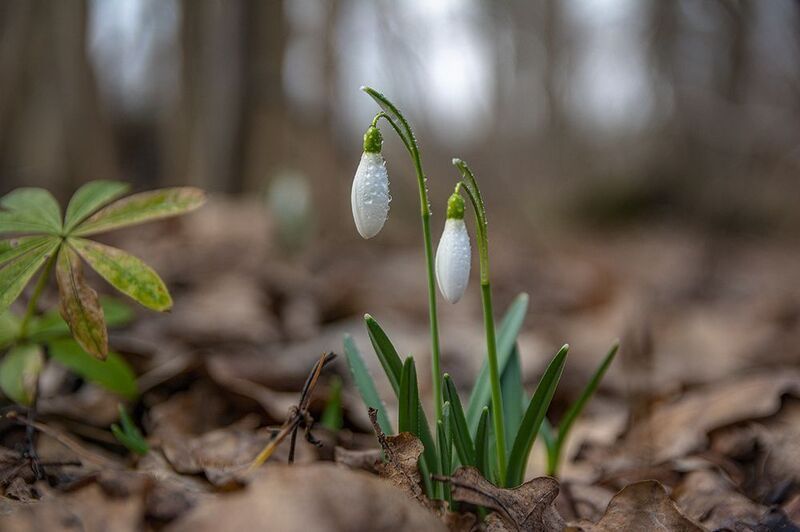 Весенние цветы.photo preview