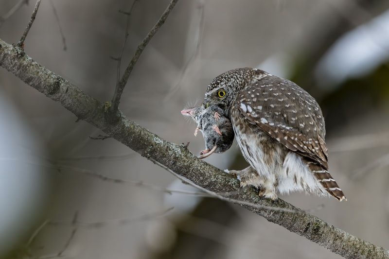 Про бурозубкуphoto preview