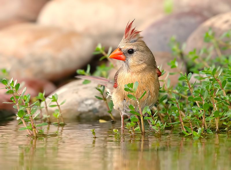 красный кардинал, northern cardinal, cardinal,кардинал, техас Female. Northern Cardinal - cамка. Красный кардиналphoto preview