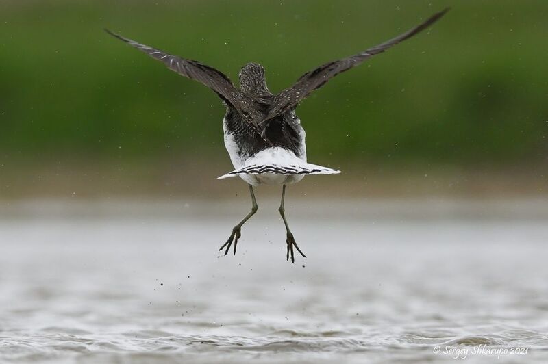 фифи Черныш. Вид сзадиphoto preview