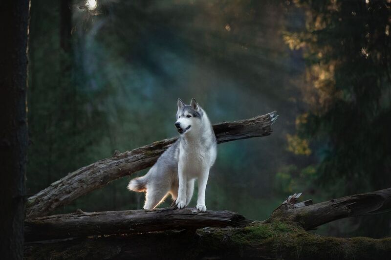 Утренний лесphoto preview