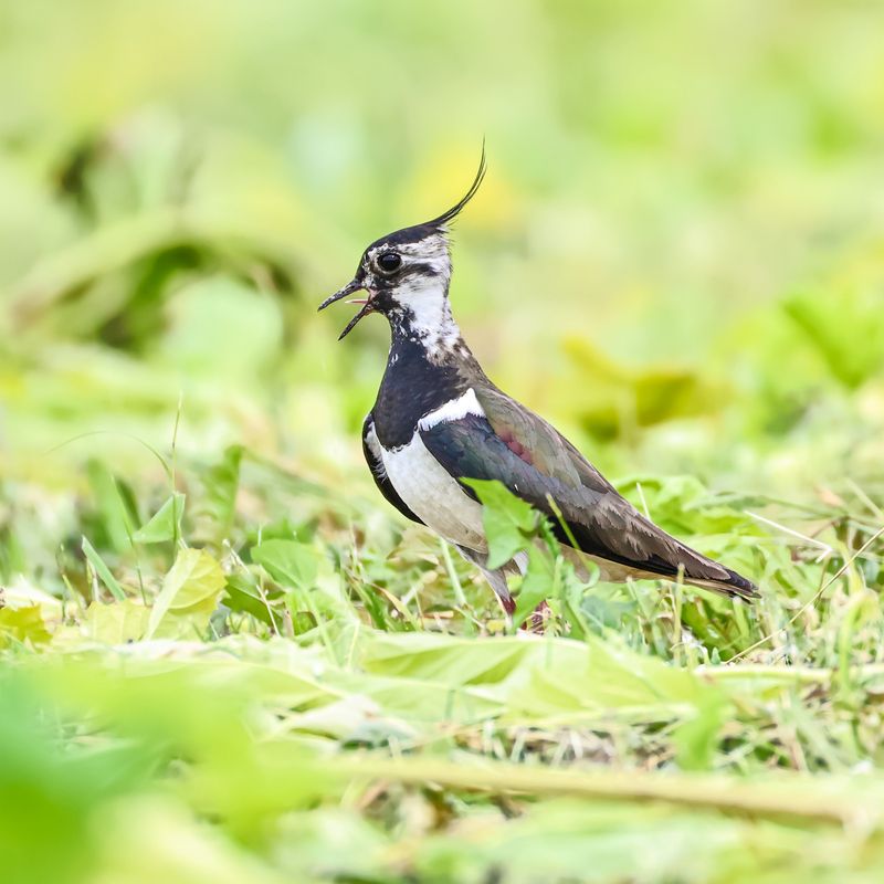 Чибисphoto preview